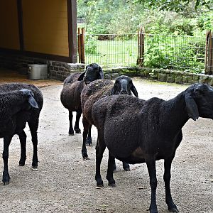Ovis orientalis f. aries