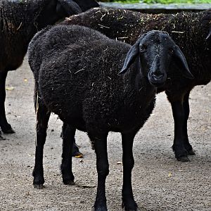 Ovis orientalis f. aries