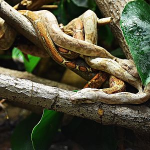 Boa constrictor Hog Island