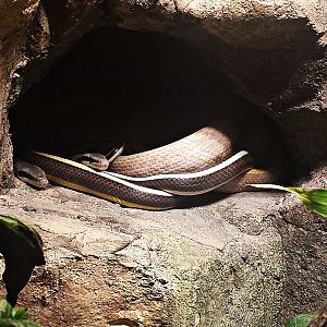 Orthriophis taeniura ridley