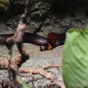 Lampropeltis triangulum hondurensis