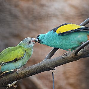 Hooded parrot