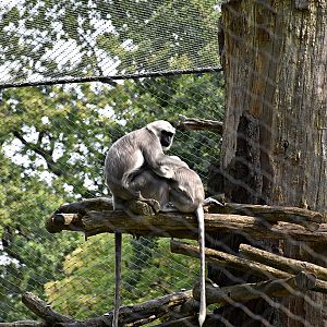 Northern Plains Grey Langur
