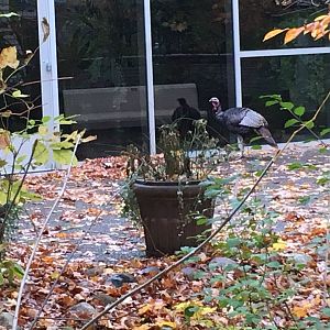 Wild Turkey Checking out Reflection