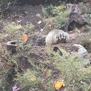 American Badger (Actually Awake!)