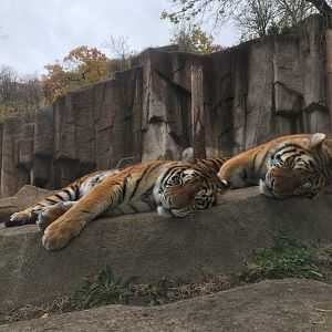 Sleeping Tiger Triplets