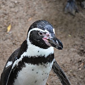 Humboldt penguin