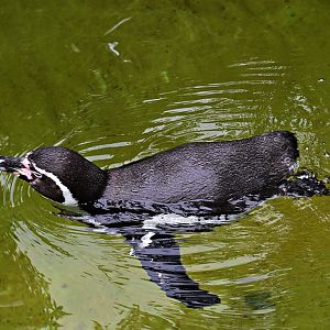 Humboldt penguin
