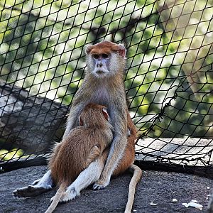 Patas monkey