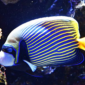 Emperor angelfish