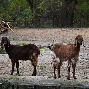 Capra aegagrus f. hircus