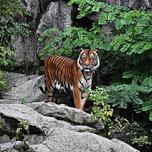 Indochinese tiger