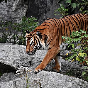 Indochinese tiger