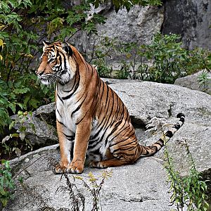 Indochinese tiger