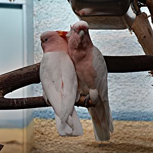 Major Mitchell's cockatoo