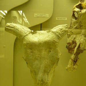 Leptobos stenometopon skull