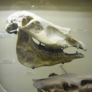 Hipparion sp. skull