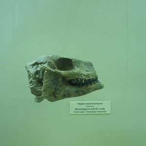 Mesohippus bairdi skull (cast)
