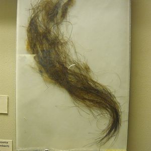 Woolly mammoth hair