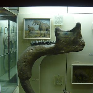 Deinotherium giganteum mandible (cast)