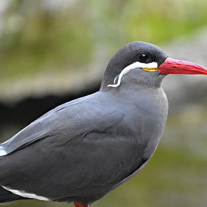 Inca tern