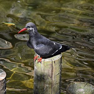Inca tern