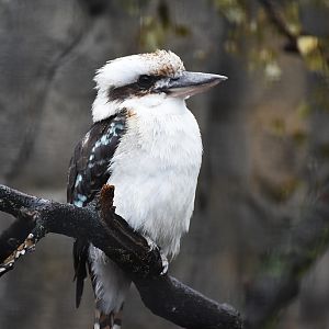 Laughing kookaburra