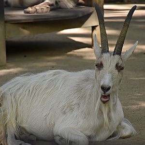 Capra aegagrus f. hircus