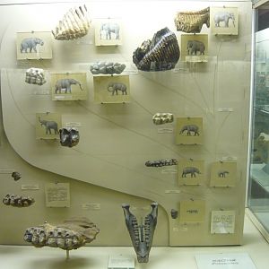 Proboscidean teeth evolution