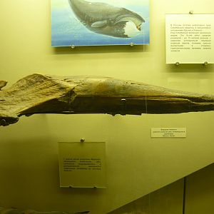 Ziphiid whale upper jaw