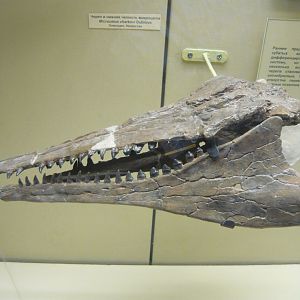 Microcetus charkovi skull