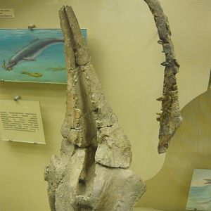 Sachalinocetus cholmicus skull and mandible