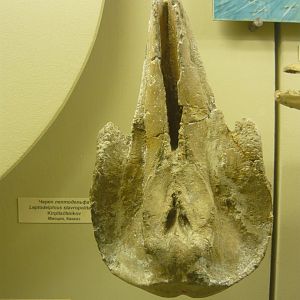 Leptodelphis stravropolitanus skull
