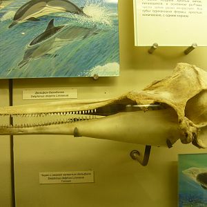 Modern Short-beaked common dolphin skull