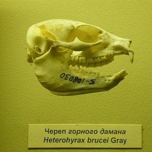 Modern Yellow-spotted rock hyrax skull