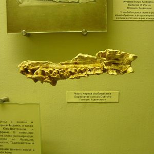 Sogdohyrax soricus skull fragment