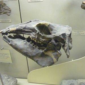 Palaeoparadoxia tabatai skull (cast)