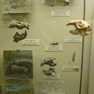 Various rodent fossils