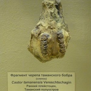 Castor tamanensis skull fragment (cast)
