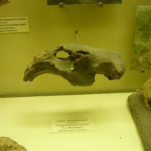 Trogontherium cuvieri skull (cast)