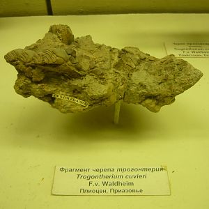 Trogontherium cuvieri skull fragment