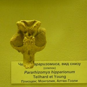Pararhizomys hipparionum skull (cast)