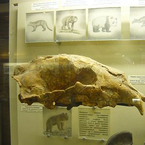 Etruscan bear skull (cast)