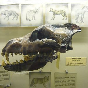 Dire wolf skull (cast)