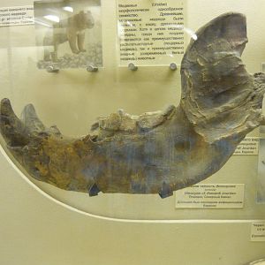 Dinocyon cf. thenardi mandible (cast)
