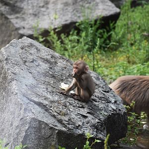 Japanese macaque