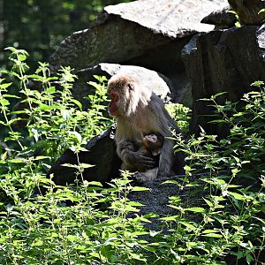Japanese macaque