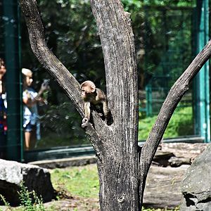 Japanese macaque