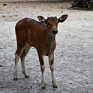 Banteng