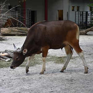 Banteng